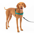 Easy Walk Dog Harness A581