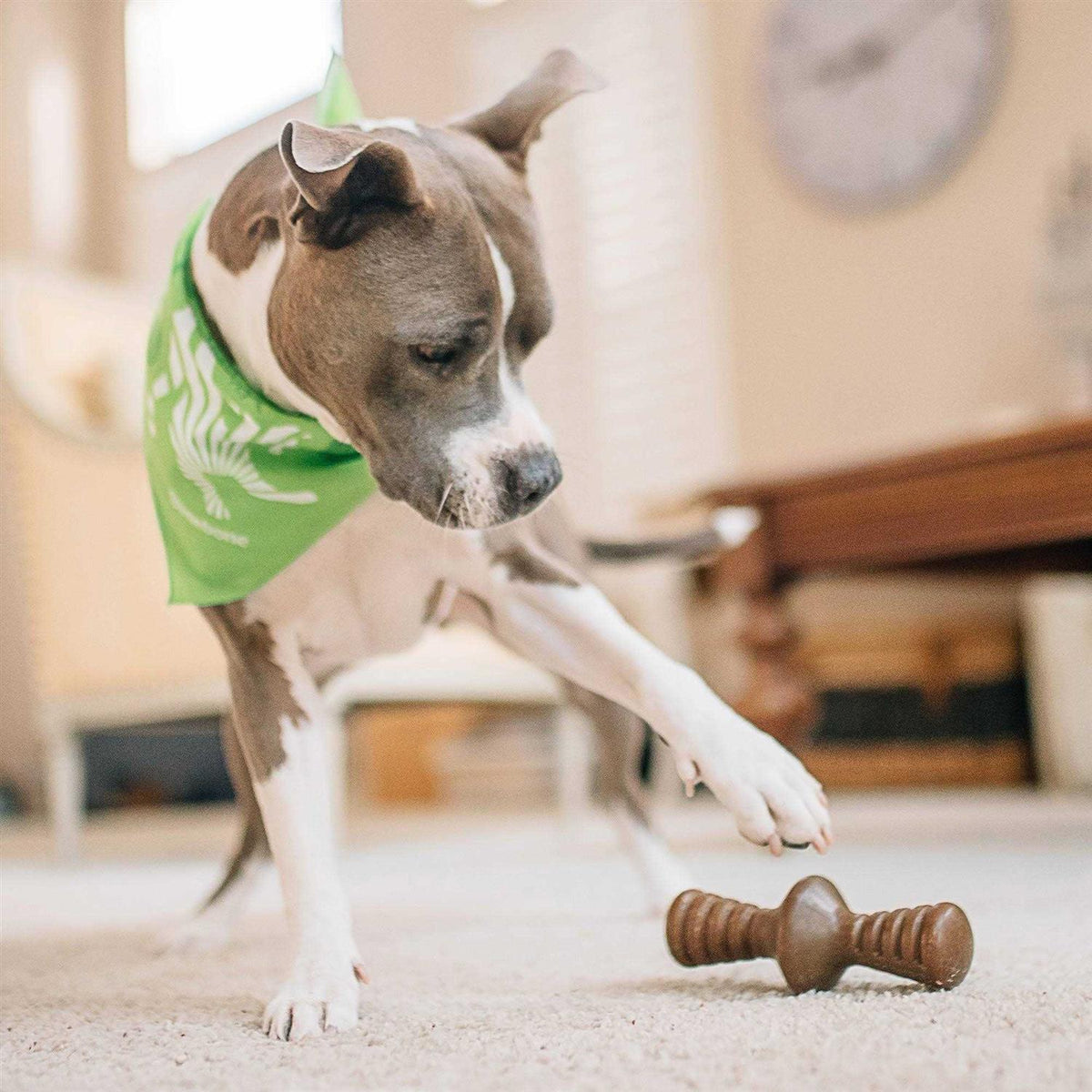 Chicken Dog Chew Toy T9578