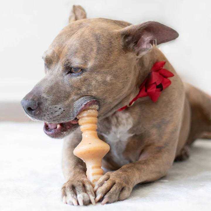 Chicken Dog Chew Toy T9578
