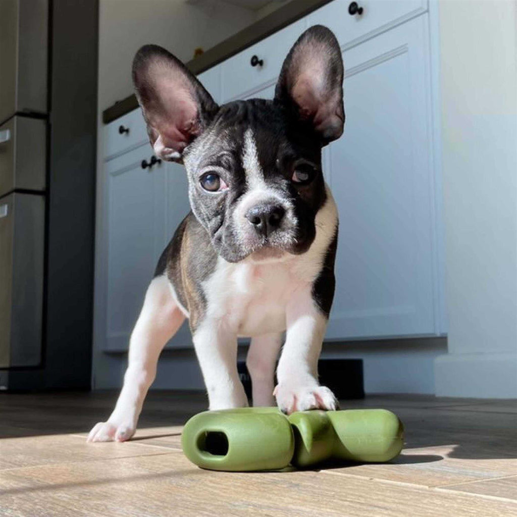 Dog Toy B75068