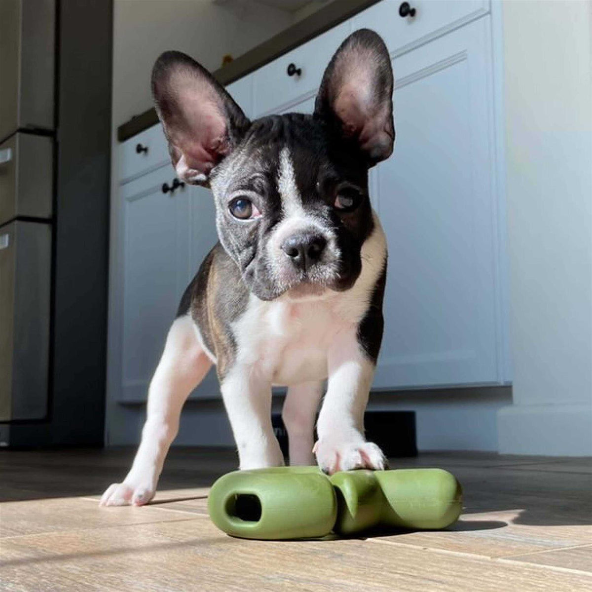Dog Toy B75068
