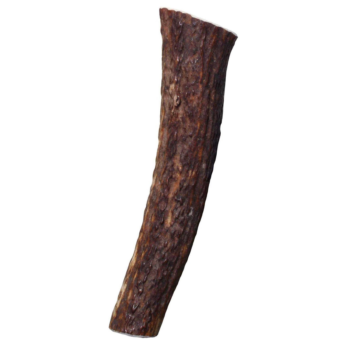 Whole Wild Elk Antler Z147352