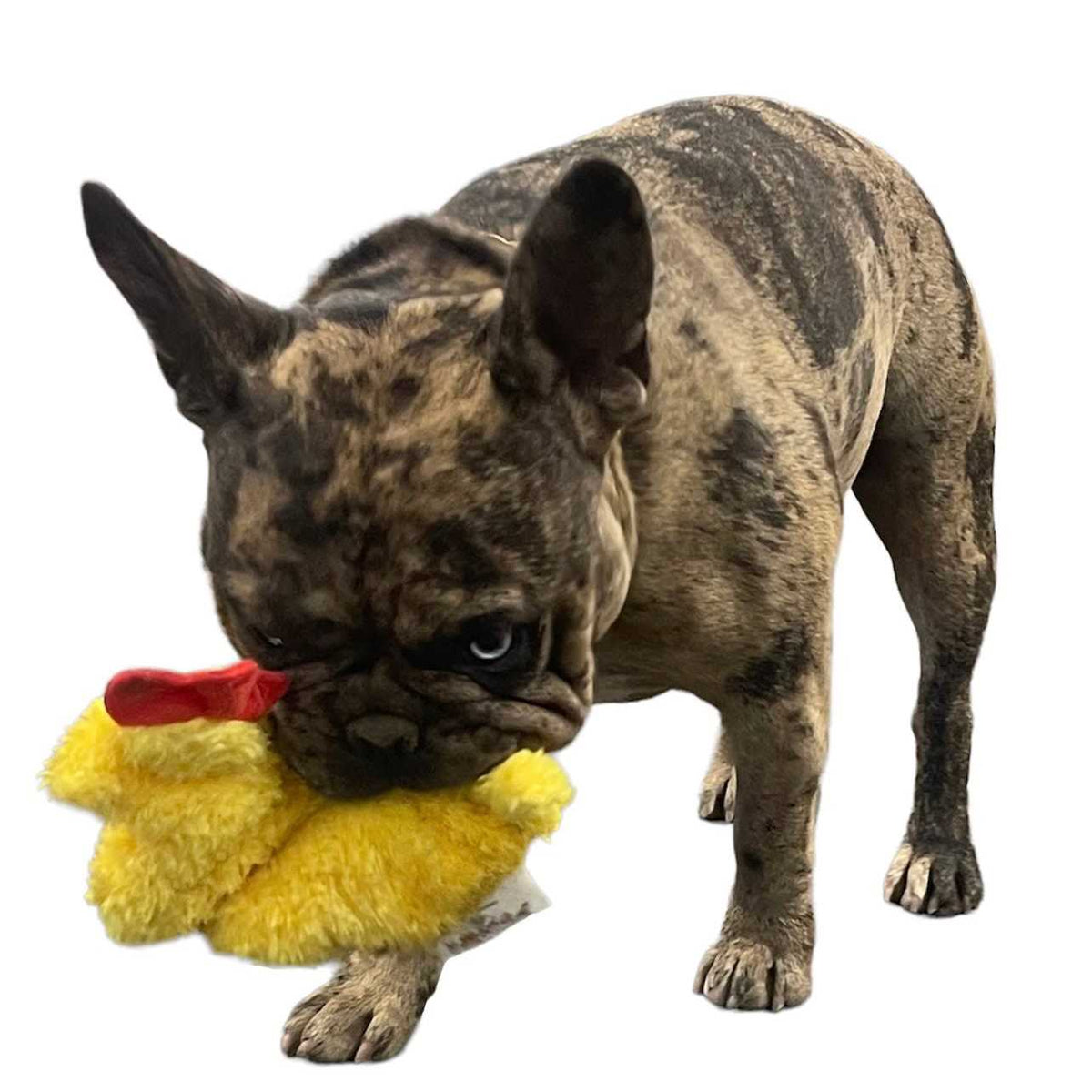 Chicken and Egg Paper Crinkle Squeaker Toys Z67389