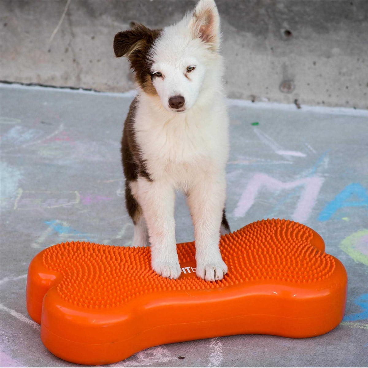 Agility Training Pet Supplies F3276