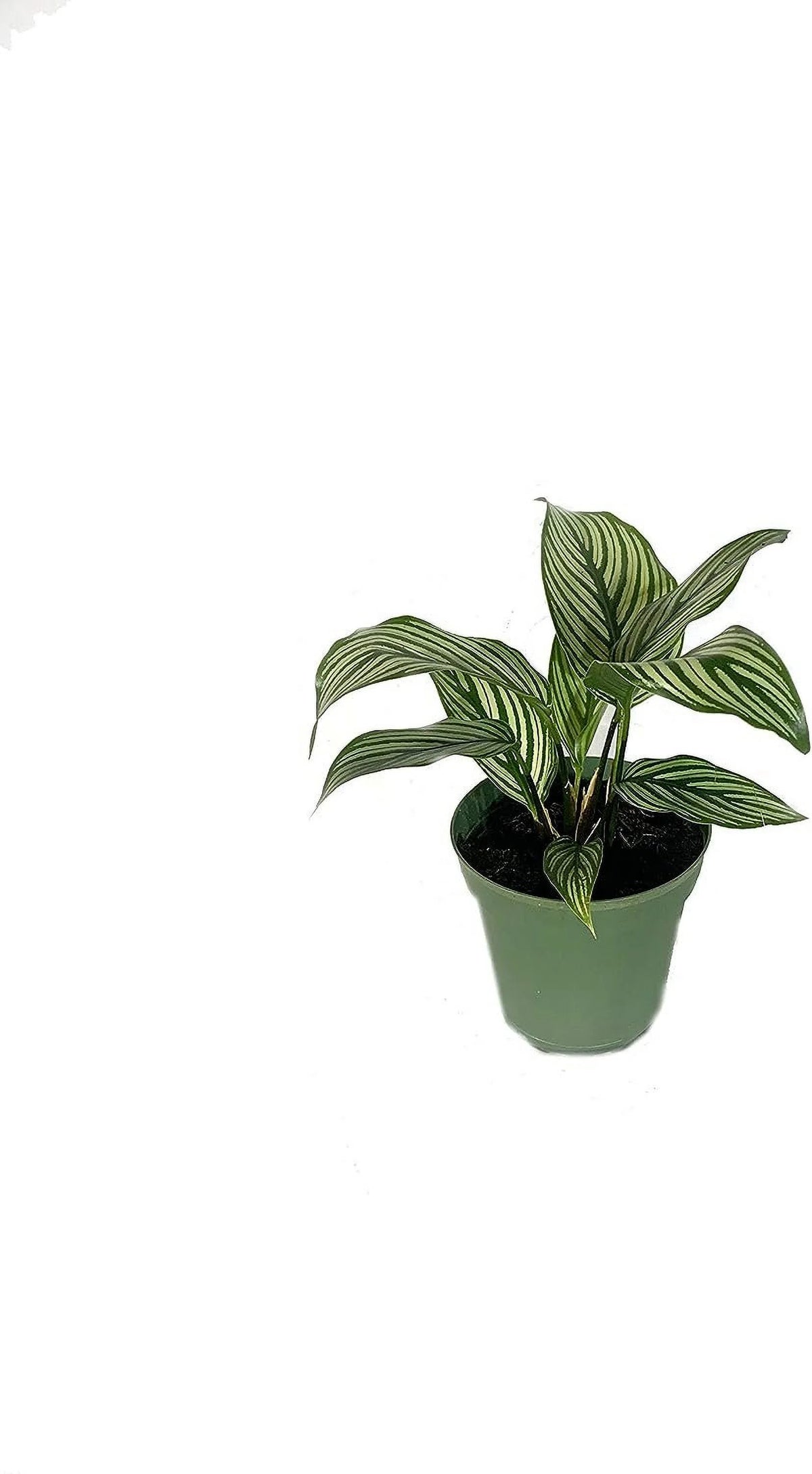 Calathea Indoor Houseplant Multi-Pack 3 Live Plants in 4 Inch Pots P8777