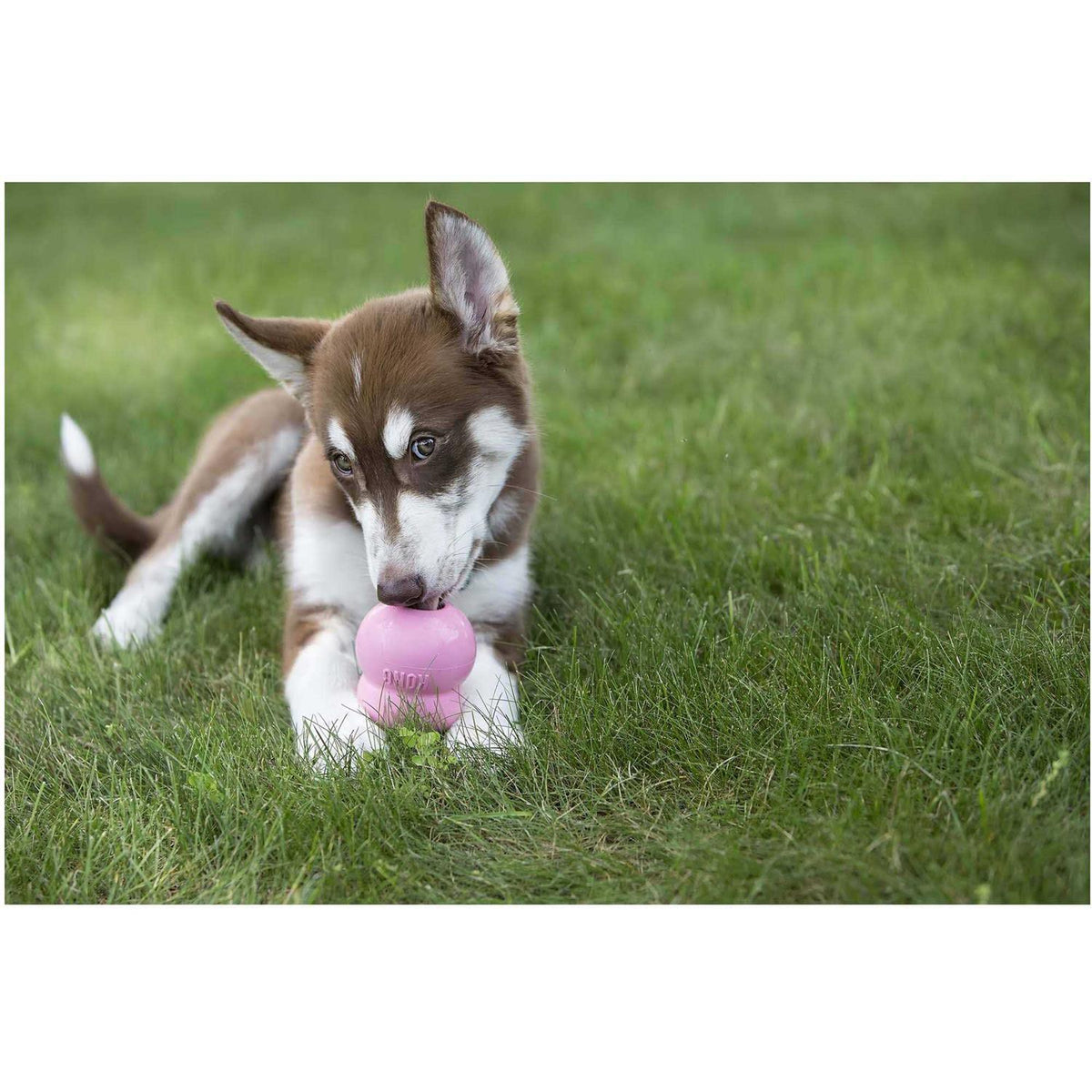 Pet Supplies F683