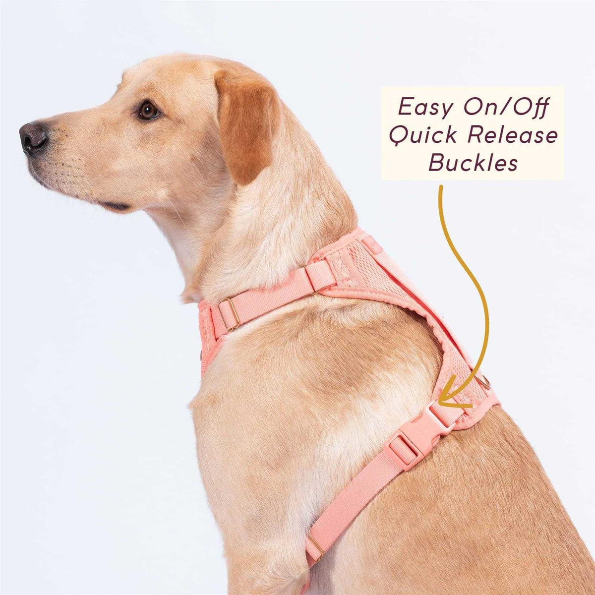 Pet Supplies Y66406