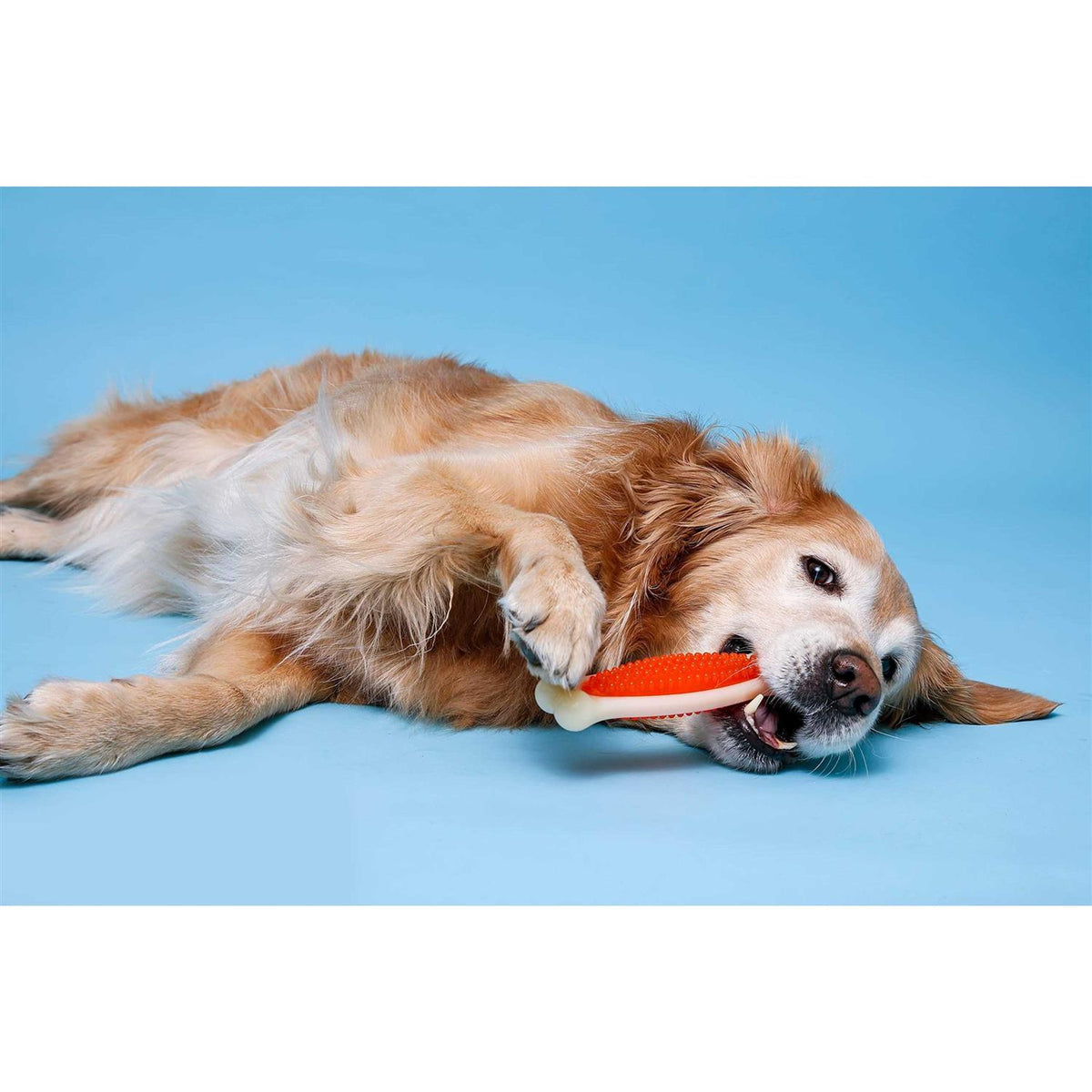 Tough Dog Chew Toy Z7155