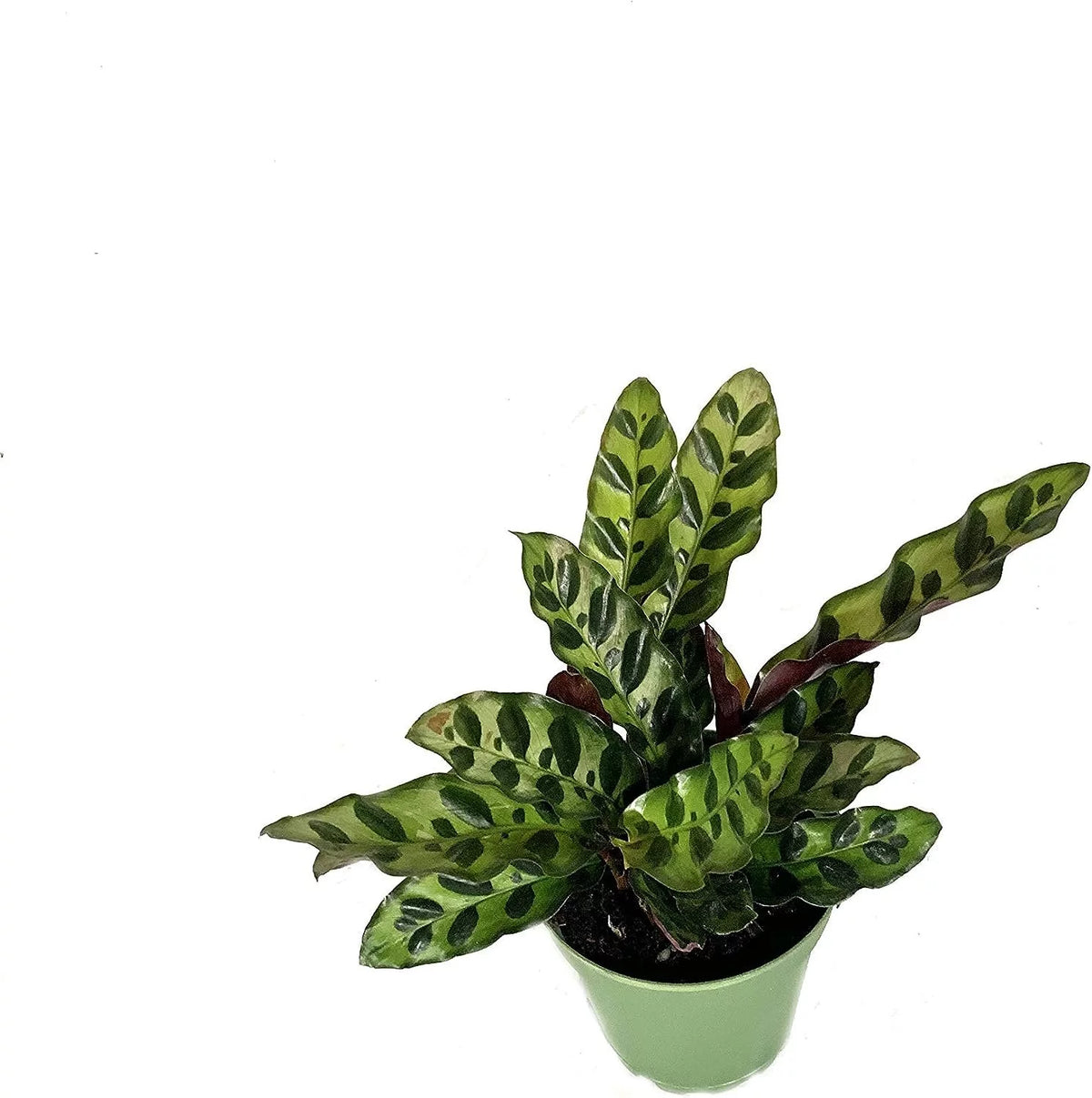 Calathea Indoor Houseplant Multi-Pack 3 Live Plants in 4 Inch Pots P8777