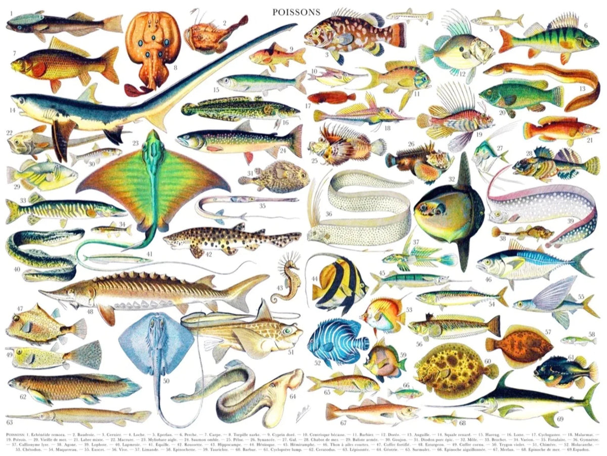 Fish D72709