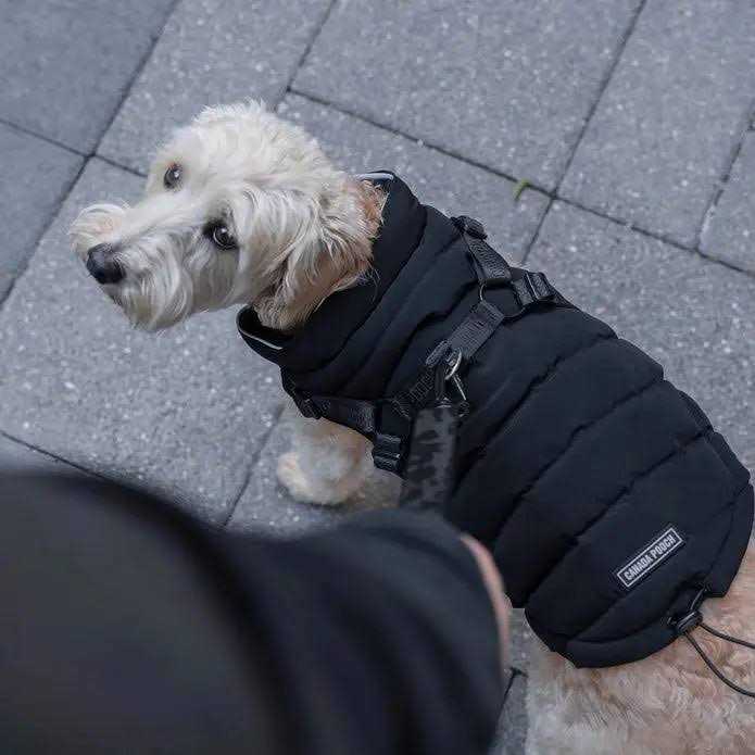 Black Puffer Harness X6516