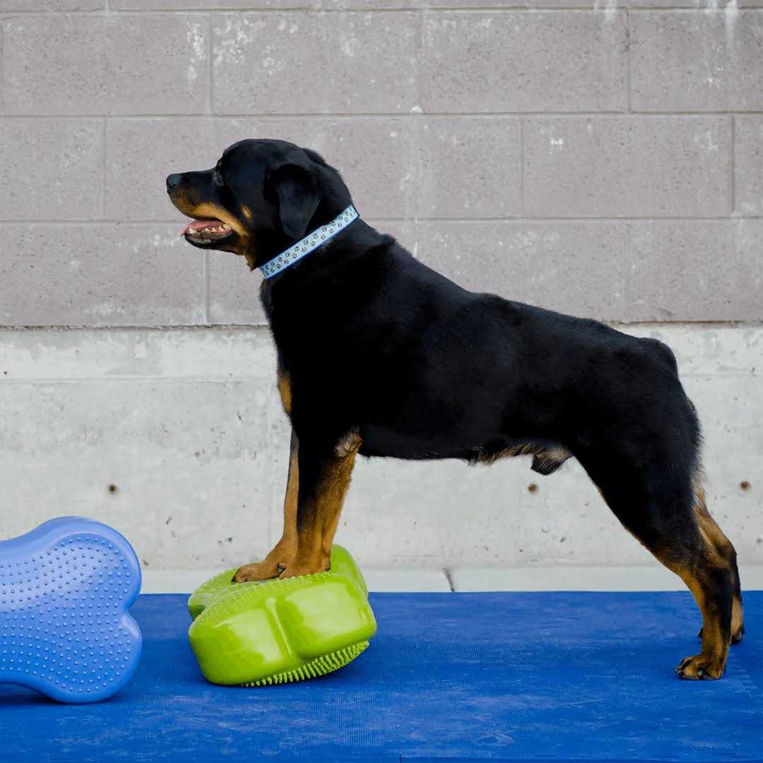 Agility Training Pet Supplies F3276