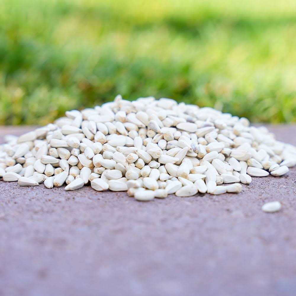 Safflower Seeds Wild Bird Food L76597