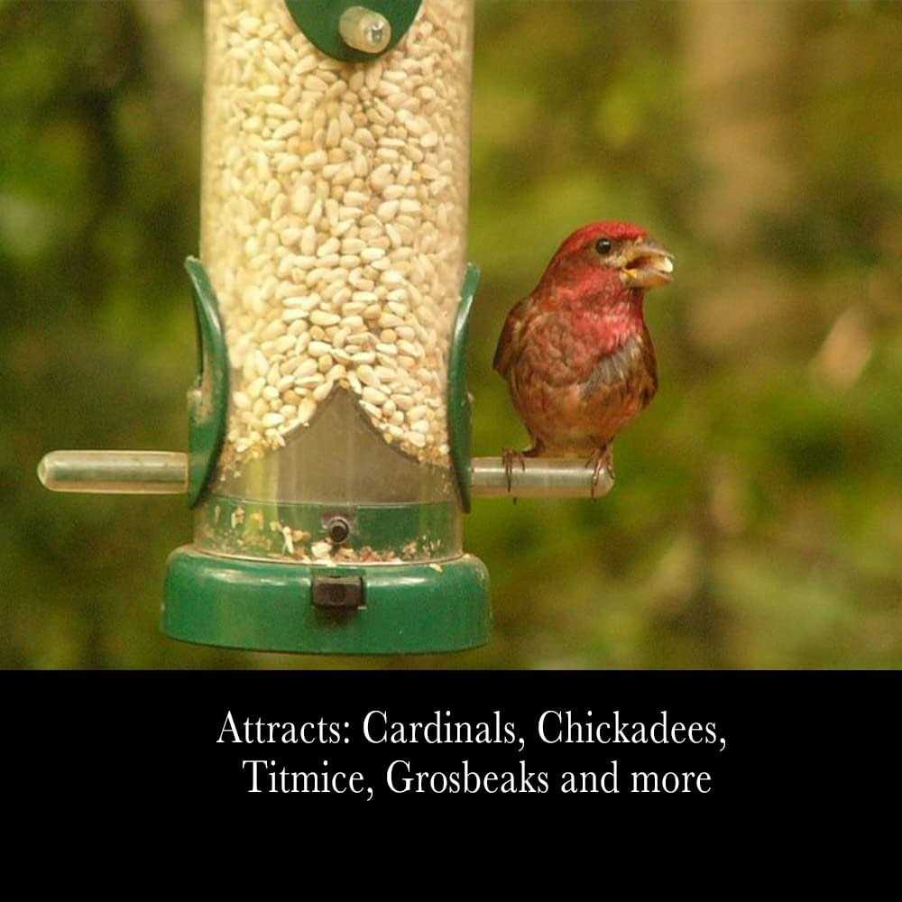 Safflower Seeds Wild Bird Food L76597