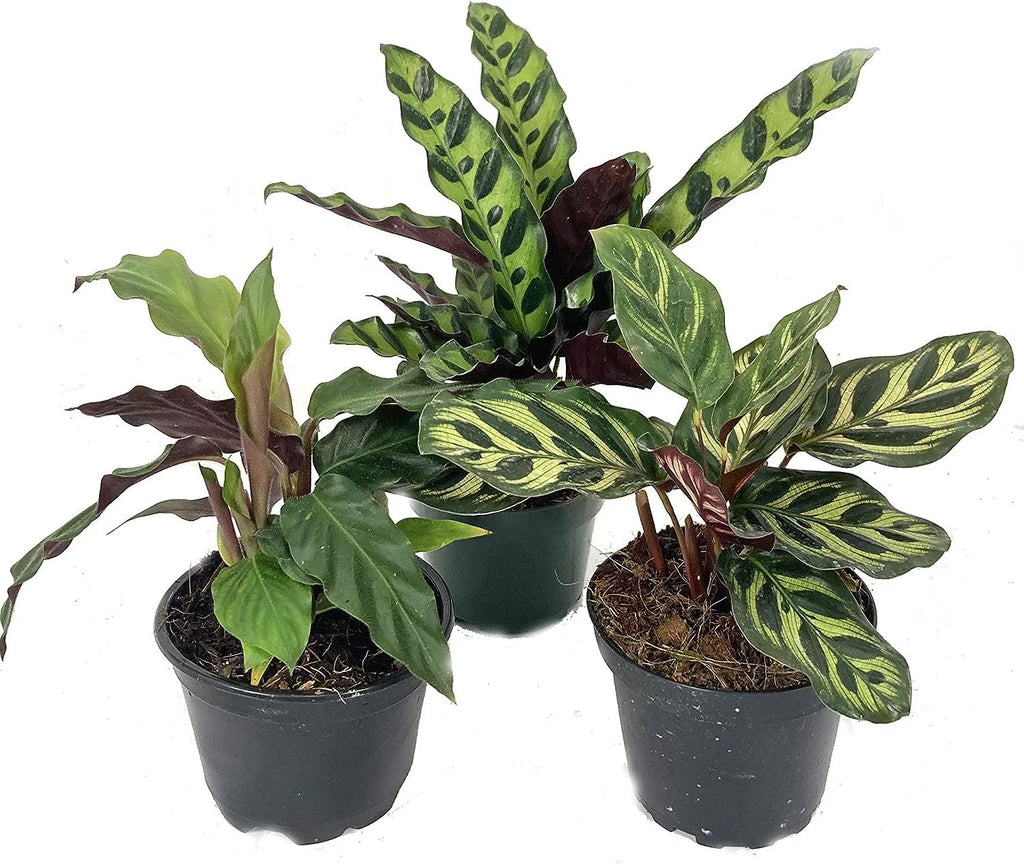 Calathea Indoor Houseplant Multi-Pack 3 Live Plants in 4 Inch Pots P8777