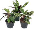 Calathea Indoor Houseplant Multi-Pack 3 Live Plants in 4 Inch Pots P8777