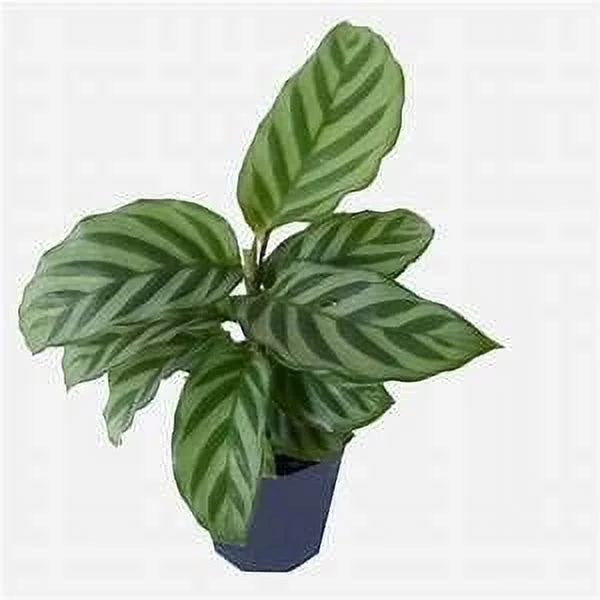 Calathea Indoor Houseplant Multi-Pack 3 Live Plants in 4 Inch Pots P8777