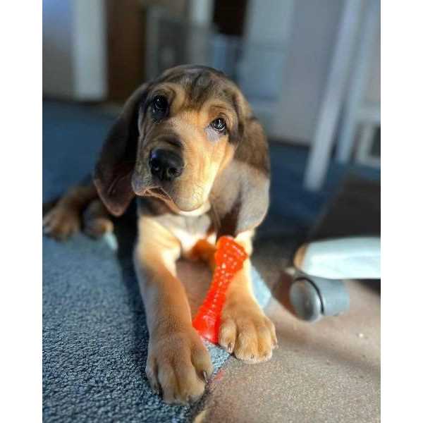 Chill & Chew Bone H6667