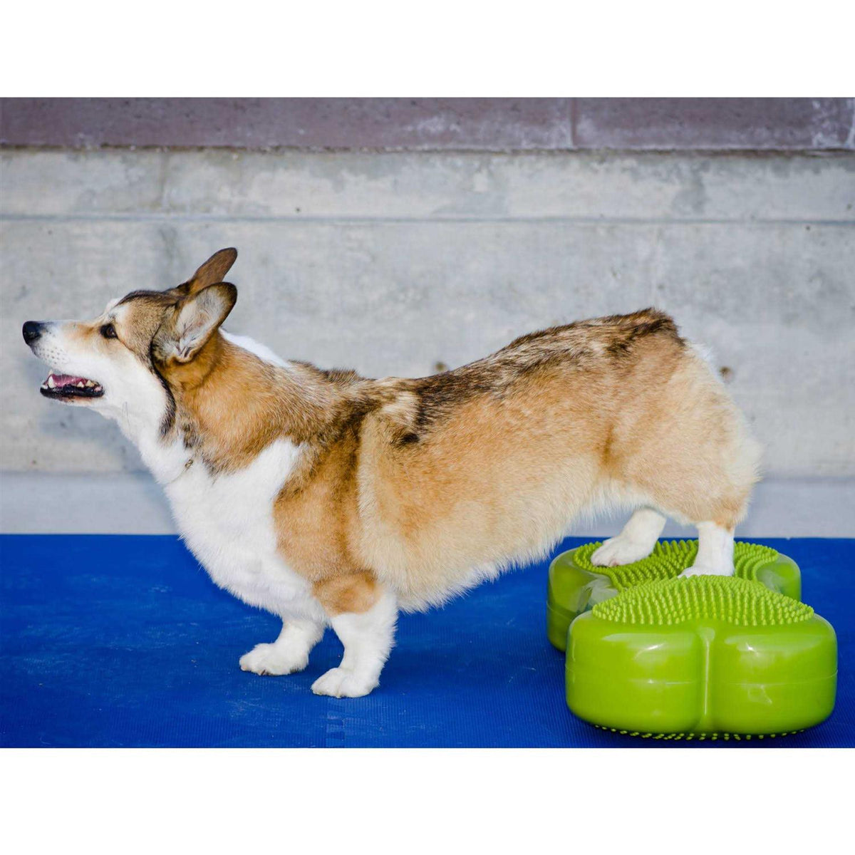 Agility Training Pet Supplies F3276