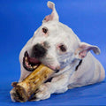 Large Marrow Bone J944